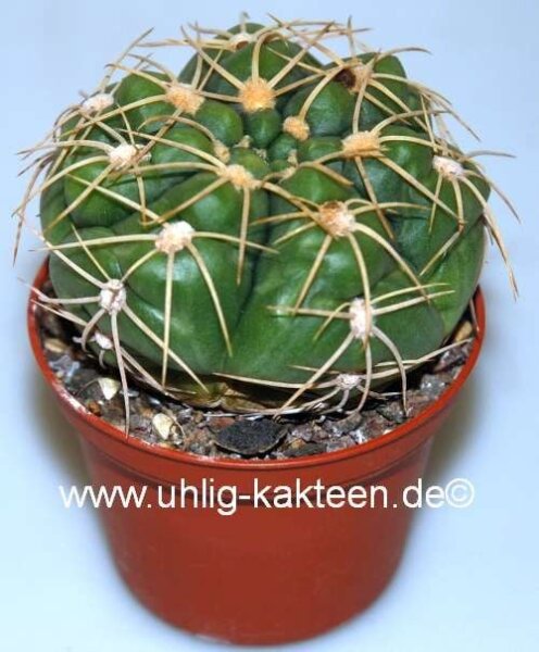 Gymnocalycium megalothelon