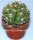 Gymnocalycium megalothelon