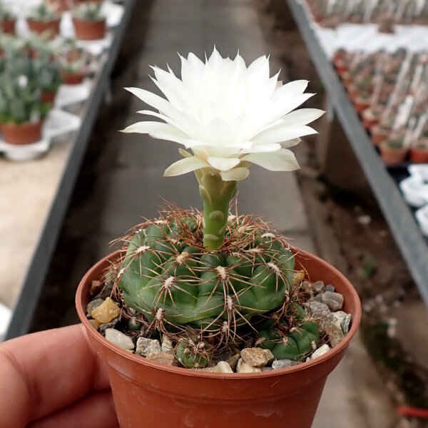 Gymnocalycium mesopotamicum