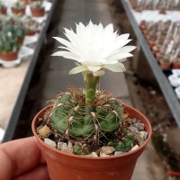 Gymnocalycium mesopotamicum
