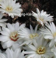 Gymnocalycium mesopotamicum