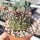 Gymnocalycium mesopotamicum