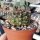 Gymnocalycium mesopotamicum