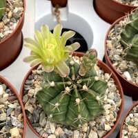 Gymnocalycium mihanovichii