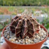 Gymnocalycium mihanovichii