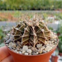 Gymnocalycium mihanovichii