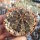 Gymnocalycium mihanovichii