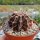 Gymnocalycium mihanovichii