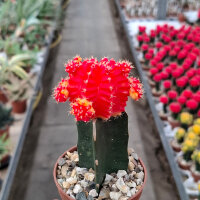 Gymnocalycium mihanovichii cv. Red Yellow Cap gepfr.