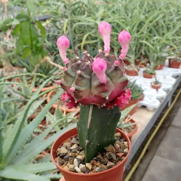 Gymnocalycium mihanovichii cv. Violett Cap gepfr.