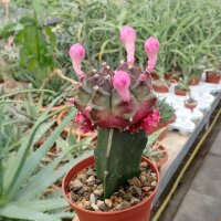 Gymnocalycium mihanovichii cv. Violett Cap gepfr.