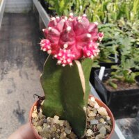 Gymnocalycium mihanovichii cv. Violett Cap gepfr.