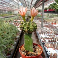 Gymnocalycium mihanovichii cv. Green Cap gepfr.
