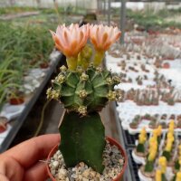Gymnocalycium mihanovichii cv. Green Cap gepfr.
