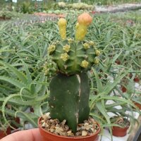 Gymnocalycium mihanovichii cv. Green Cap gepfr.