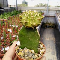 Gymnocalycium mihanovichii cv. Green Cap gepfr.