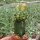 Gymnocalycium mihanovichii cv. Green Cap gepfr.