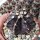 Gymnocalycium mihanovichii cv. Black Widow