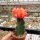 Gymnocalycium mihanovichii cv. Orange Cap gepfr.