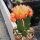 Gymnocalycium mihanovichii cv. Orange Cap gepfr.