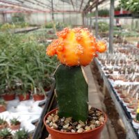 Gymnocalycium mihanovichii cv. Light Orange Cap gepfr.