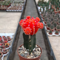 Gymnocalycium mihanovichii cv. Dark Orange Cap gepfr.
