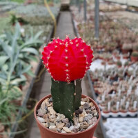 Gymnocalycium mihanovichii cv. Rubrum gepfr.