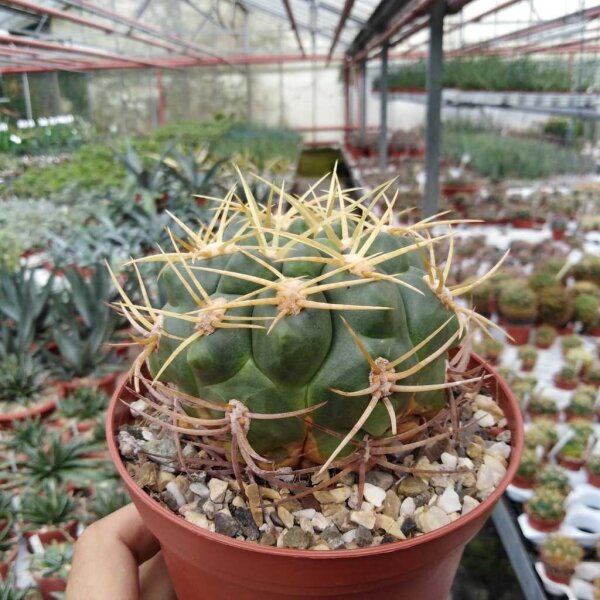 Gymnocalycium monvillei BOS 052
