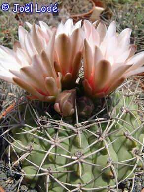 Gymnocalycium mostii