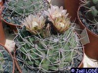 Gymnocalycium mostii