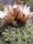 Gymnocalycium mostii