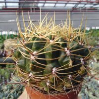Gymnocalycium multiflorum