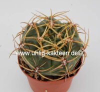 Gymnocalycium multiflorum