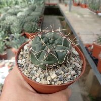 Gymnocalycium ourselianum