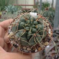 Gymnocalycium ourselianum