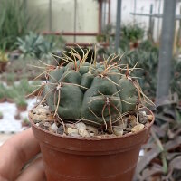 Gymnocalycium ourselianum