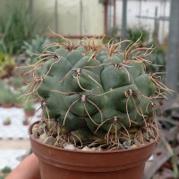 Gymnocalycium ourselianum