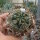 Gymnocalycium ourselianum