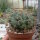 Gymnocalycium ourselianum
