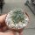 Gymnocalycium ourselianum