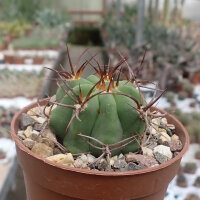 Gymnocalycium pflanzii