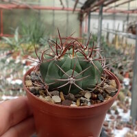 Gymnocalycium pflanzii