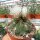 Gymnocalycium pflanzii