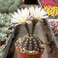 Gymnocalycium ragonesei