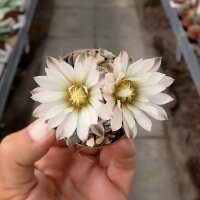 Gymnocalycium ragonesei
