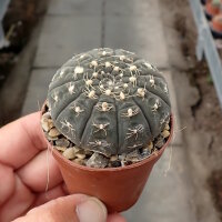Gymnocalycium ragonesei
