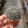 Gymnocalycium ragonesei