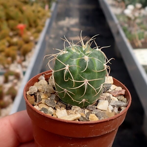 Gymnocalycium ritterianum P 219  1800 m