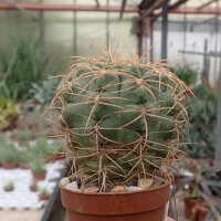 Gymnocalycium ritterianum P 219  1800 m