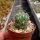 Gymnocalycium ritterianum P 219  1800 m